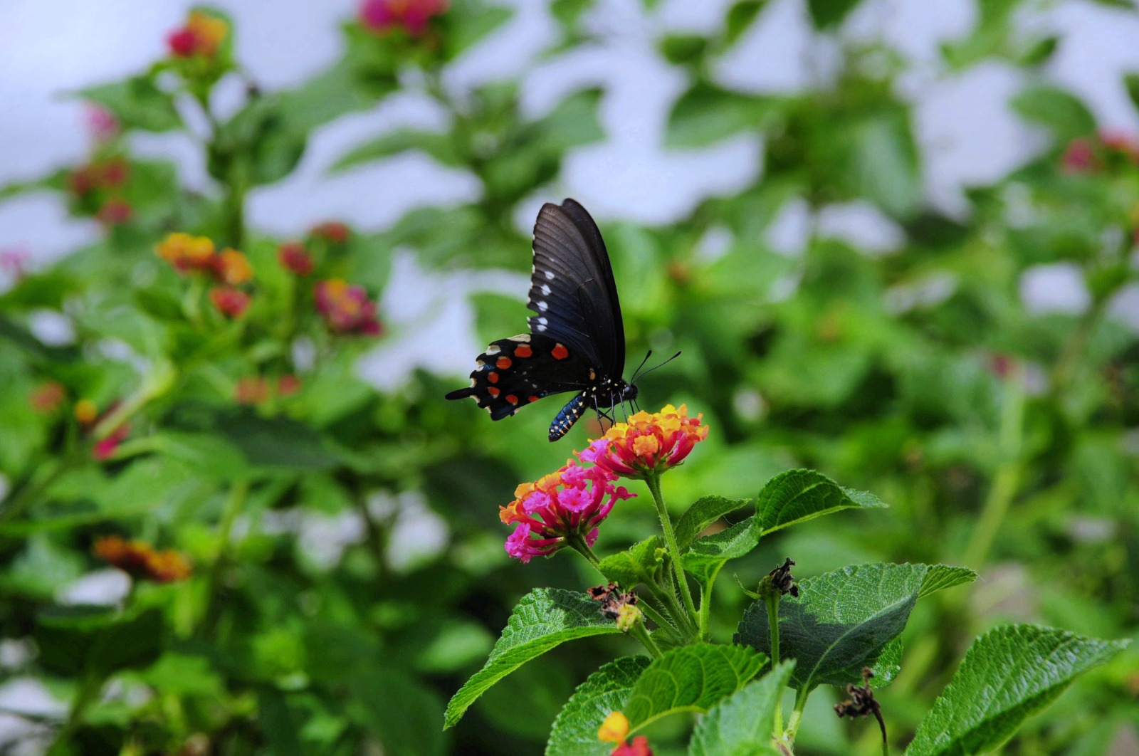 Biodiversity